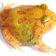 lemon albino pacman frog for sale