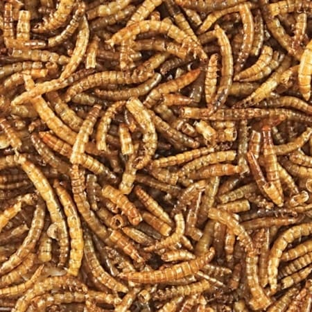 mealworms for sale