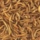 mealworms for sale