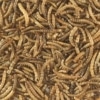 mealworms for sale online
