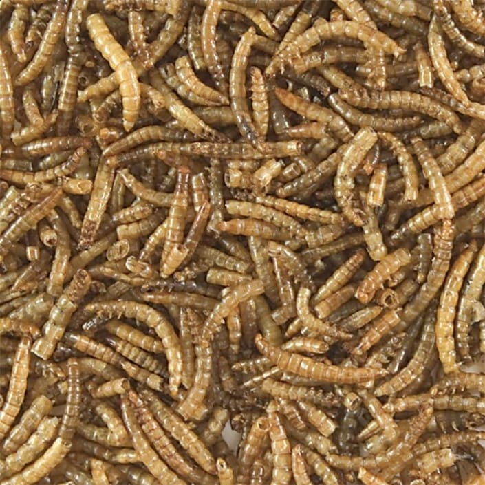 download mealworms for sale
