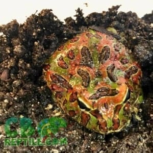 ornate pacman frog for sale