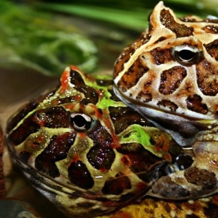 Pacman Frog for sale - Image 17
