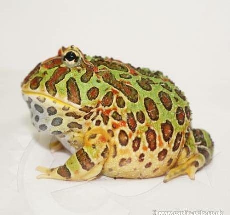 pacman frog for sale