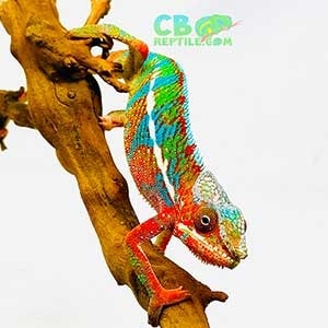 rainbow chameleon for sale