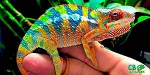 panther chameleon for sale panther chameleon for sale