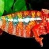 Ambilobe panther chameleon for sale