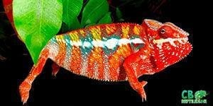 panther chameleons for sale