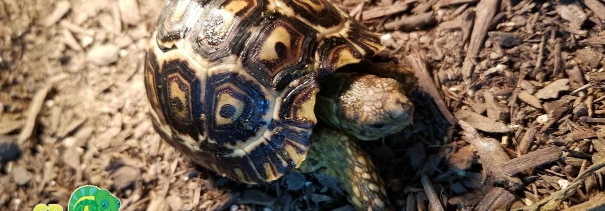 giant leopard tortoise for sale