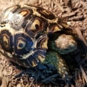 giant leopard tortoise for sale