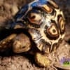 giant leopard tortoise