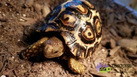 giant leopard tortoise