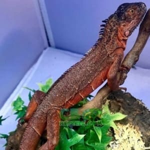 red iguana for sale