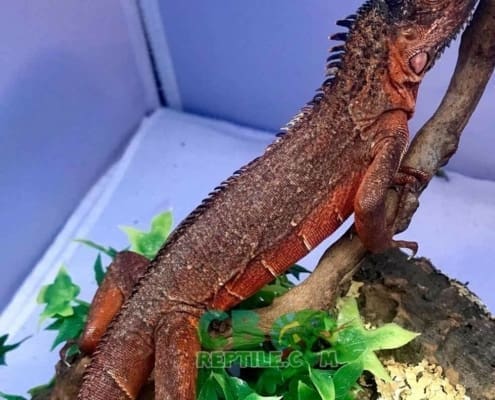 red iguana for sale