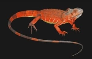 red iguana for sale