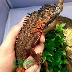 baby iguana for sale