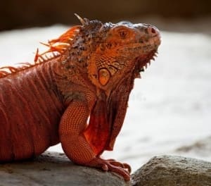 red iguanas for sale