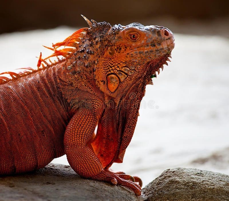 Red Iguana for sale online baby red iguanas for sale near ...