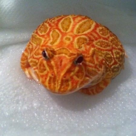 strawberry pacman frog for sale