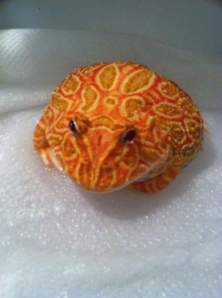 strawberry pacman frog for sale