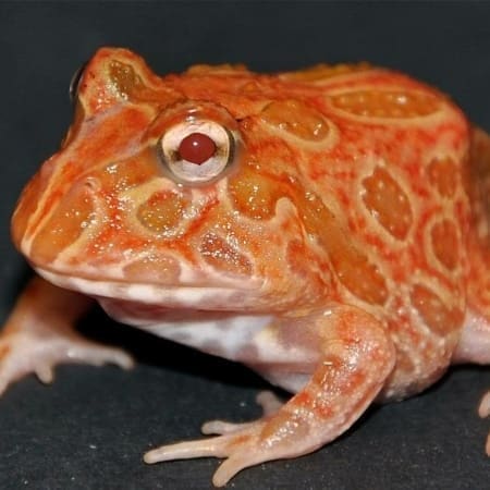 strawberry pineapple pacman frog for sale