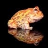 sunburst pacman frog for sale