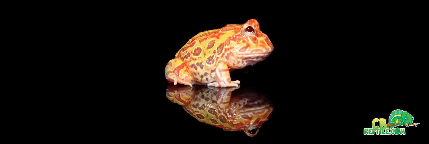 camo pacman frog