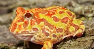 sunburst pacman frog