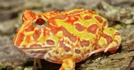 sunburst pacman frog
