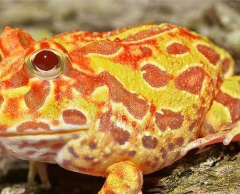 sunburst pacman frog