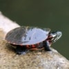 baby painted turtle for sale