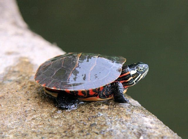 baby painted turtle for sale