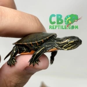 Painted Turtle