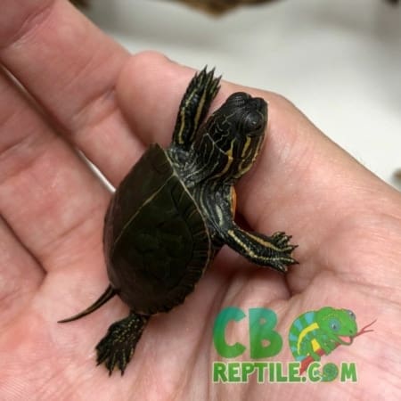 baby Western Painted Turtle for sale
