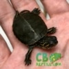 Western Painted Turtle for sale