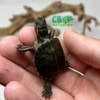 Western Painted Turtle for sale