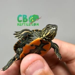 baby Painted Turtle