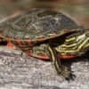 western painted turtle for sale