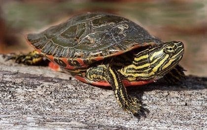 Image result for painted turtle