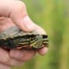 baby eastern painted turtle