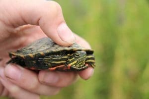 baby eastern painted turtle