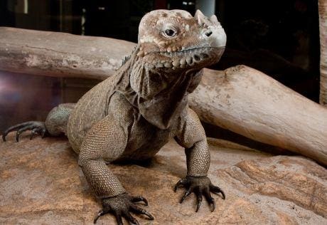 Rhino Iguana handling how to pick up your baby rhino iguana handling