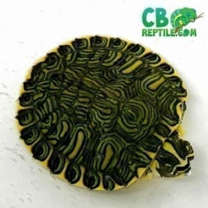 baby yellow bellied slider turtles