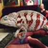 cap est panther chameleons for sale