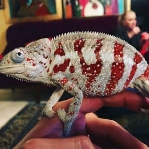 Cap Est Panther Chameleon