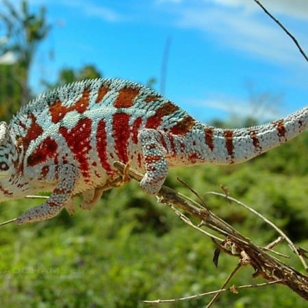 cap est panther chameleon for sale