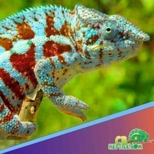 Cap Est Panther Chameleon for sale