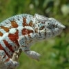 cap est panther chameleon