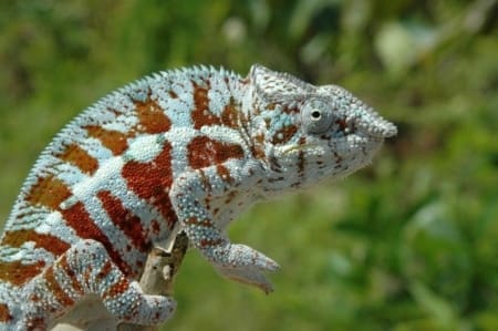 cap est panther chameleon