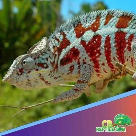 Cap Est Panther Chameleon for sale